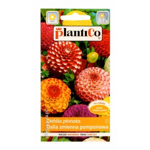 Dalia zmienna pomponowa mix 1g Dalia zmienna pomponowa mix 1g