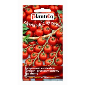 Pomidor gruntowy Maskotka 0,5g