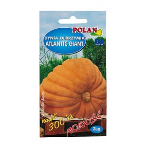 Dynia olbrzymia Atlantic Giant 3g Polan